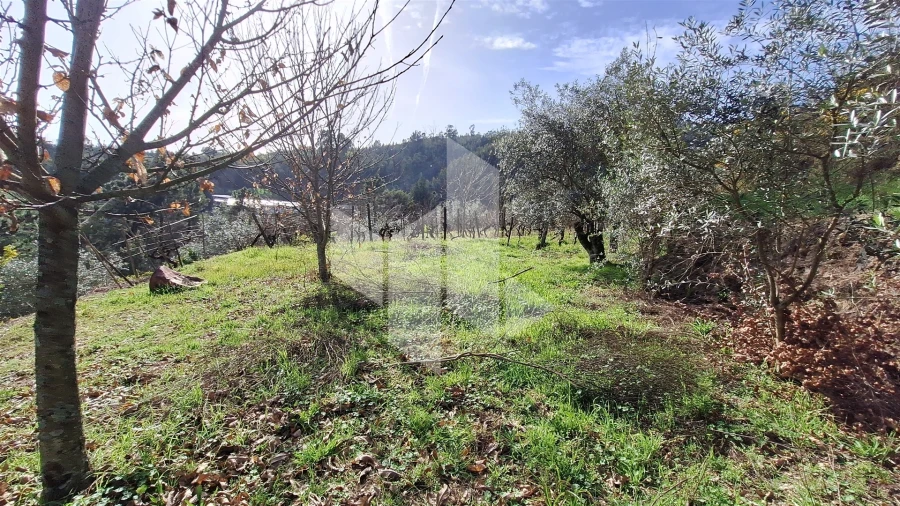 Terreno Agricola ou Rústico para Venda em Santiago de Besteiros Foto 15
