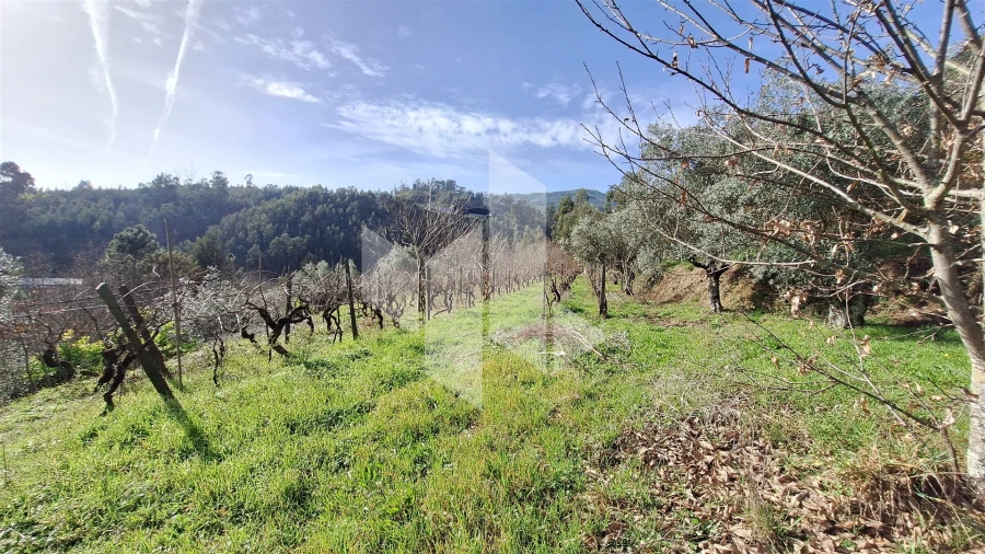 Terreno Agricola ou Rústico para Venda em Santiago de Besteiros Foto 14