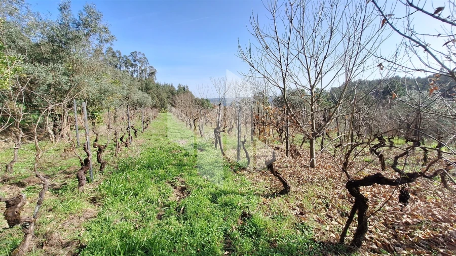 Terreno Agricola ou Rústico para Venda em Santiago de Besteiros Foto 13