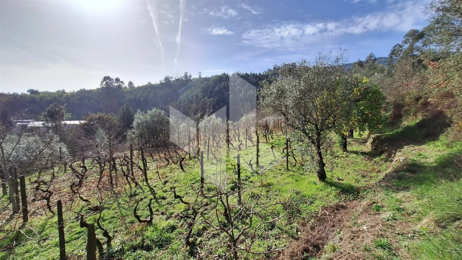 Terreno Agricola ou Rústico para Venda em Santiago de Besteiros Foto 18