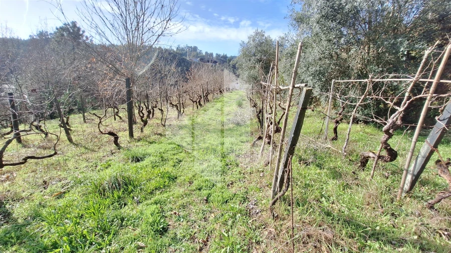 Terreno Agricola ou Rústico para Venda em Santiago de Besteiros Foto 4