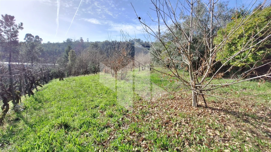 Terreno Agricola ou Rústico para Venda em Santiago de Besteiros Foto 7