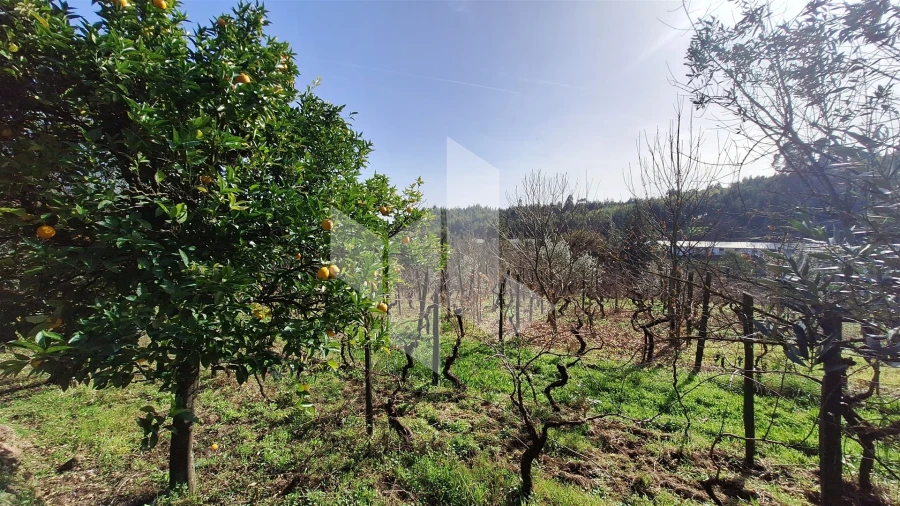 Terreno Agricola ou Rústico para Venda em Santiago de Besteiros Foto 19