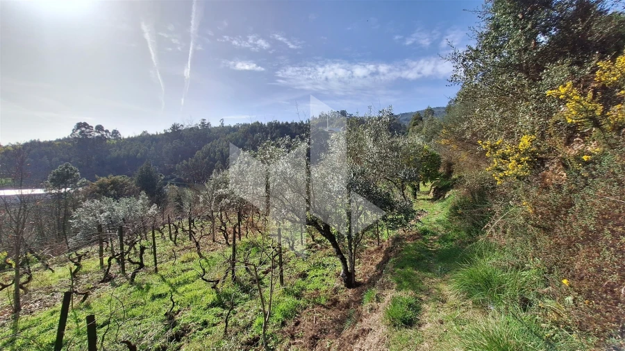 Terreno Agricola ou Rústico para Venda em Santiago de Besteiros Foto 17