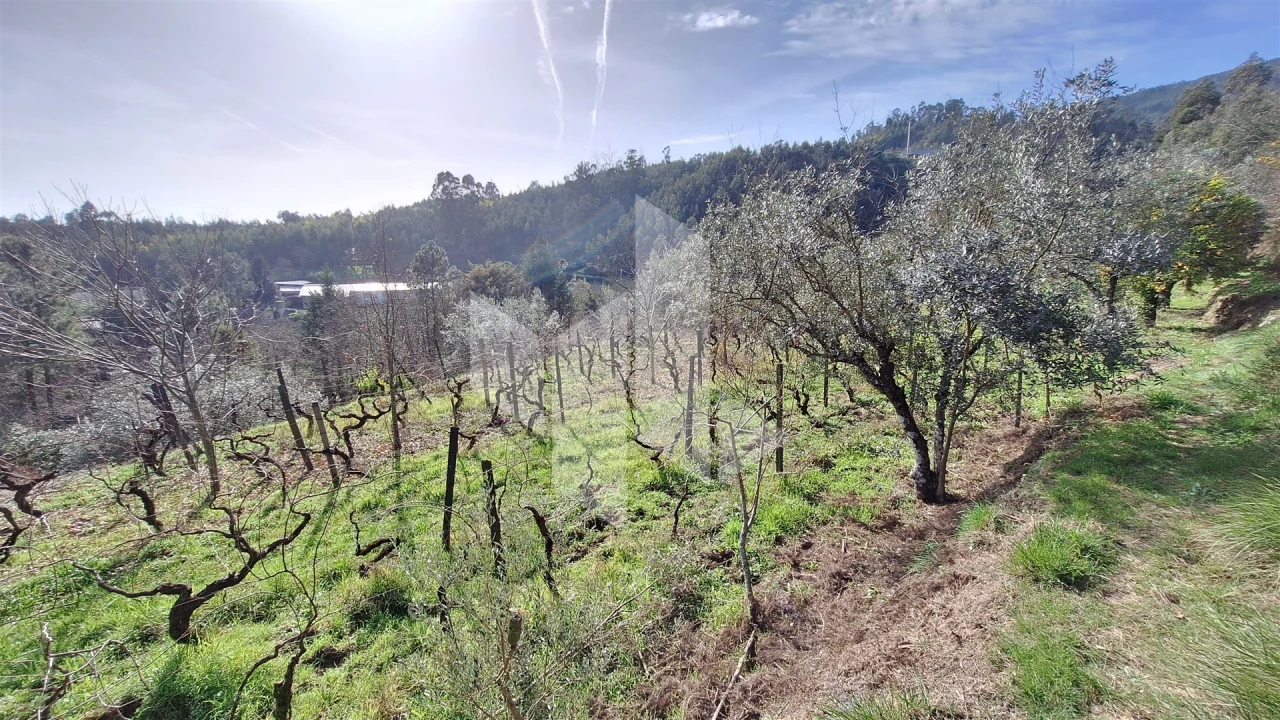 Terreno Agricola ou Rústico para Venda em Santiago de Besteiros Foto 16