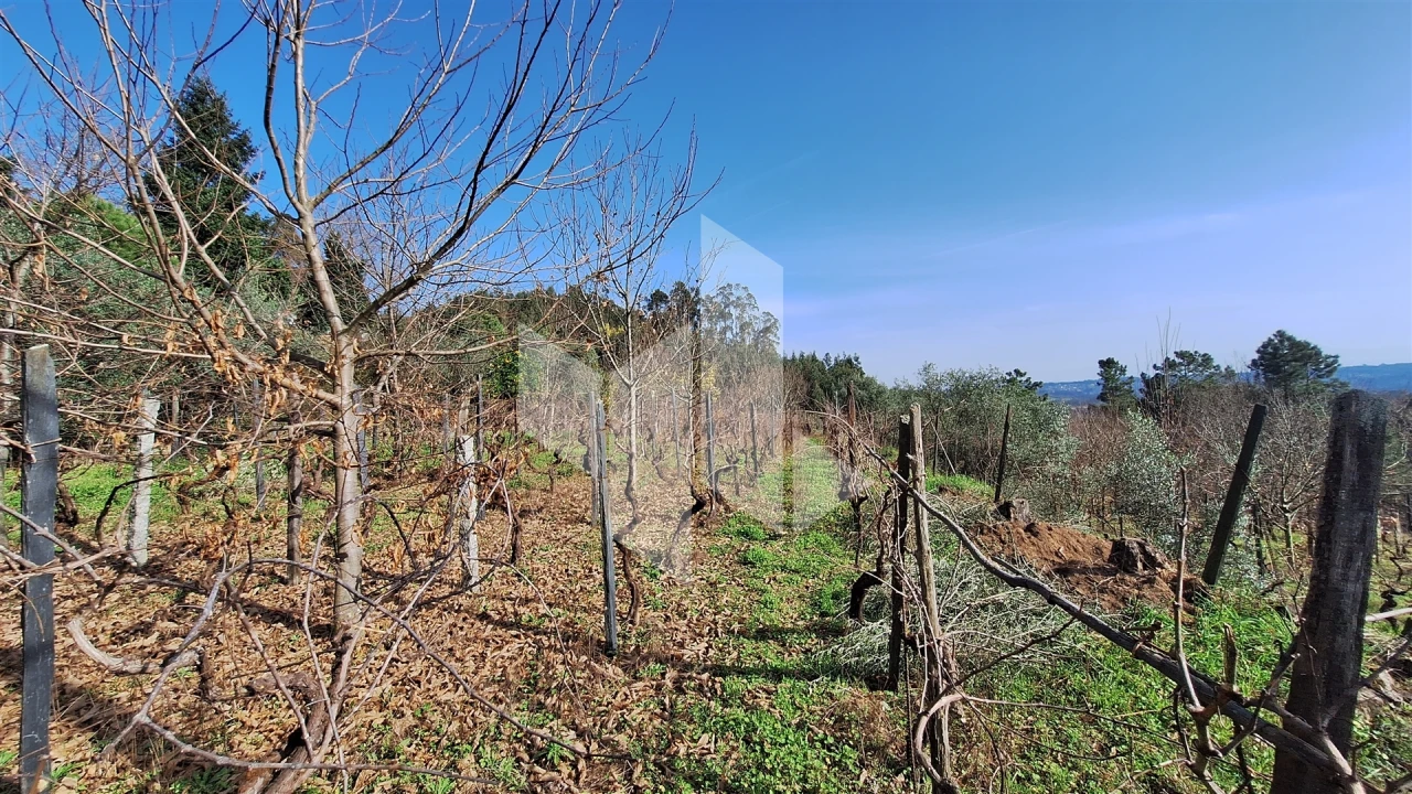 Terreno Agricola ou Rústico para Venda em Santiago de Besteiros Foto 10