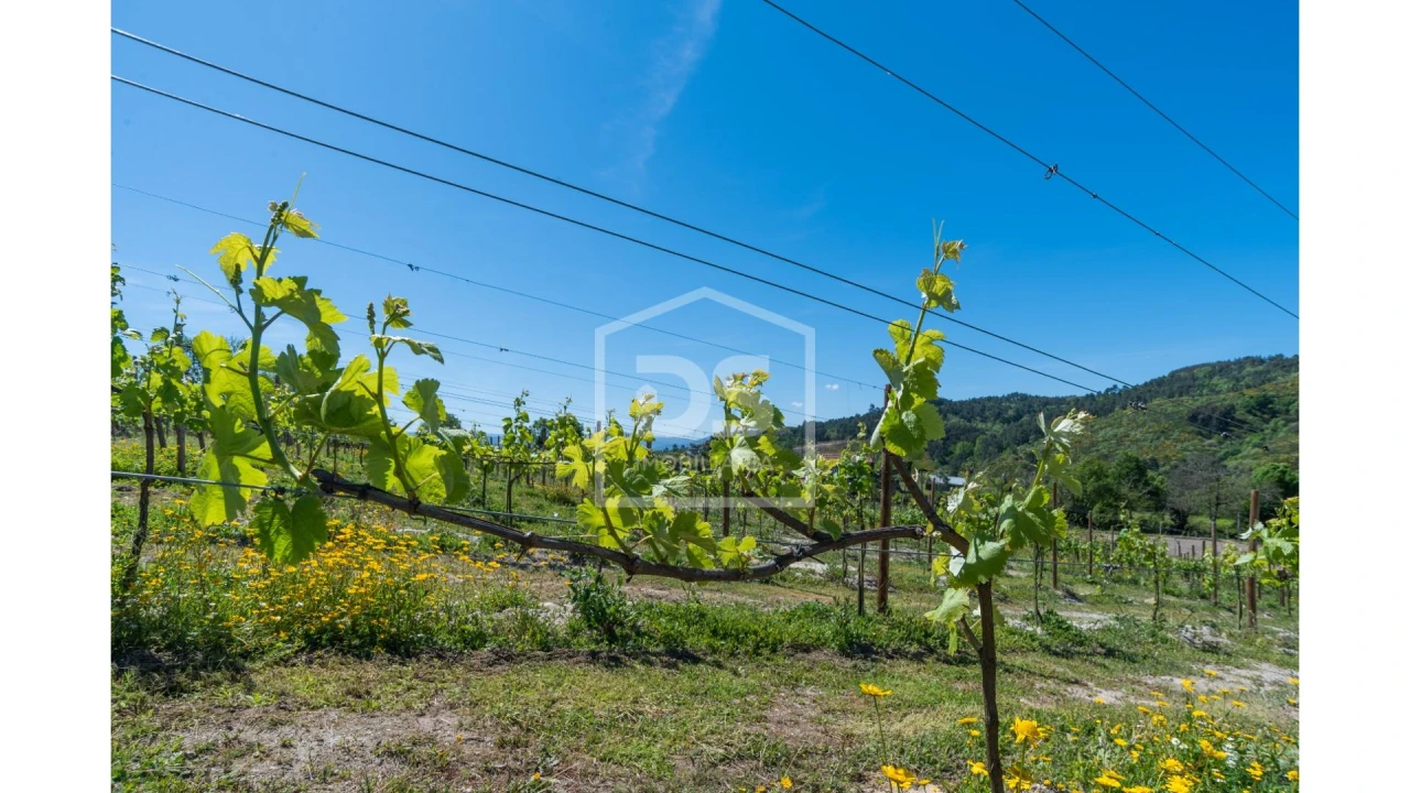 Quinta T0 para Venda em Gove Foto 6