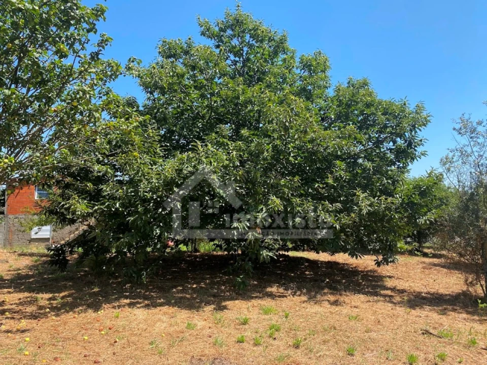 Quinta T5 para Venda em Figueiró dos Vinhos e Bairradas Foto 31