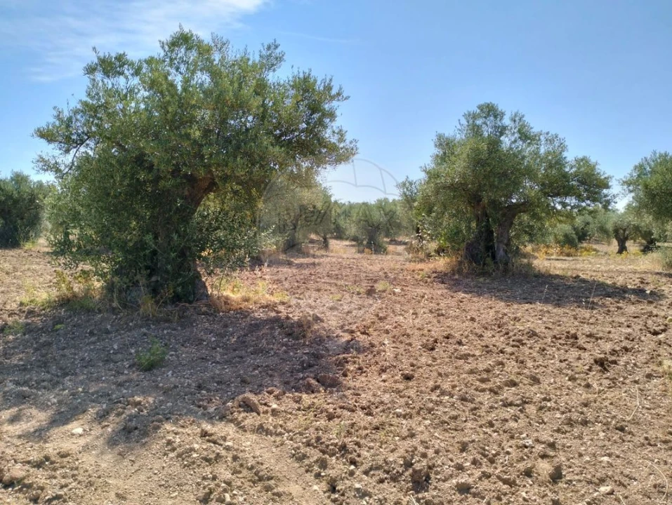 Terreno para Venda em Nossa Senhora da Expectação Foto 1