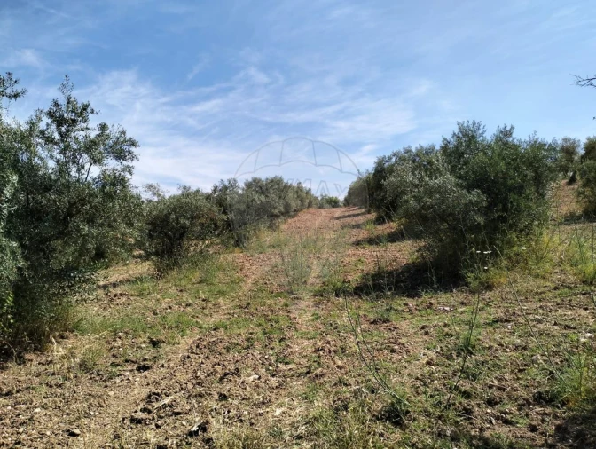 Terreno para Venda em Nossa Senhora da Expectação Foto 4