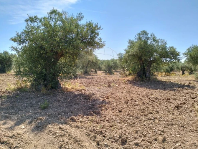 Terreno para Venda em Nossa Senhora da Expectação