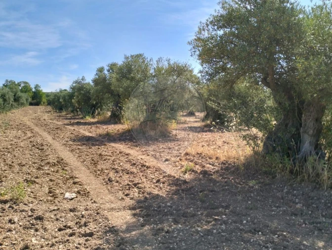 Terreno para Venda em Nossa Senhora da Expectação Foto 5