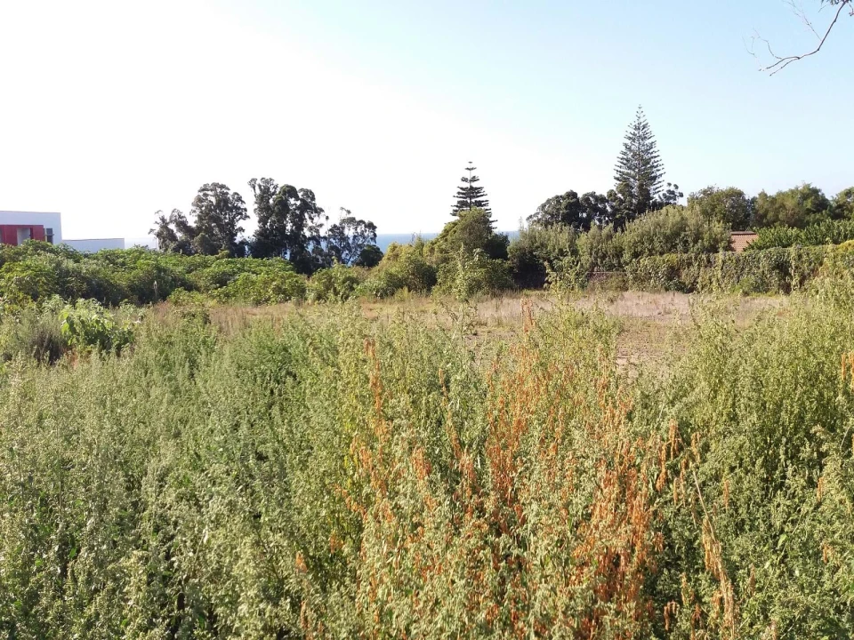 Terreno para Venda em Arrifes Foto 4