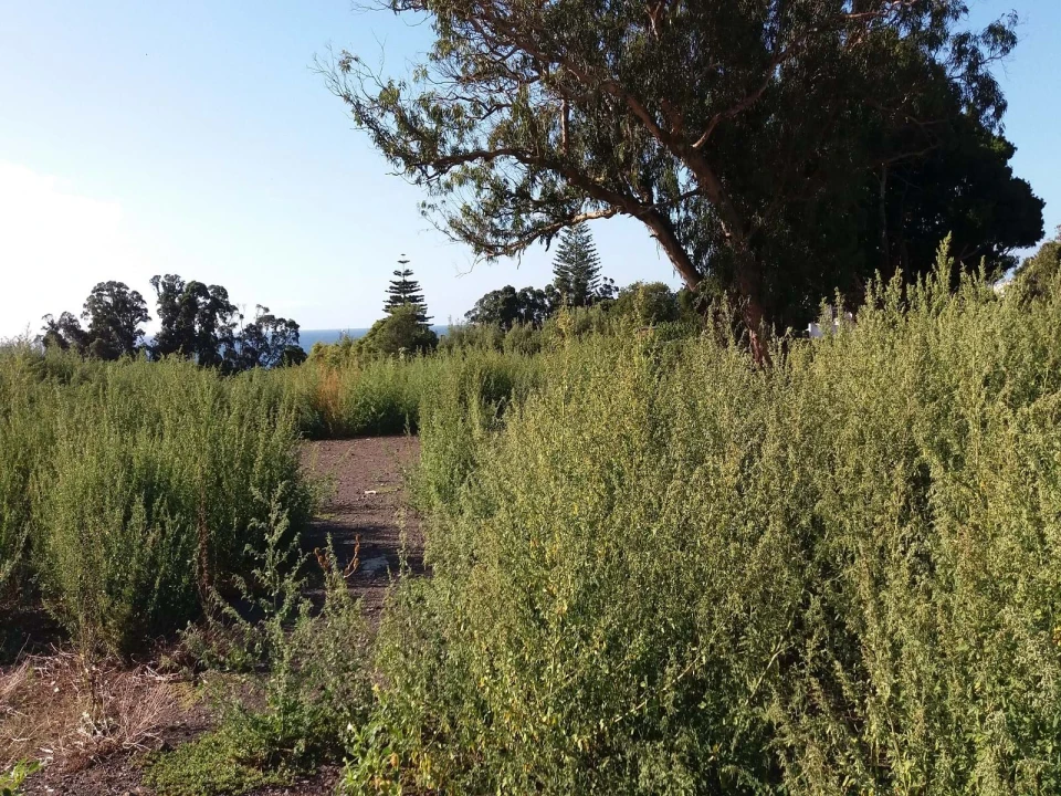 Terreno para Venda em Arrifes Foto 2