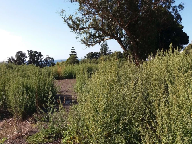 Terreno para Venda em Arrifes Foto 2