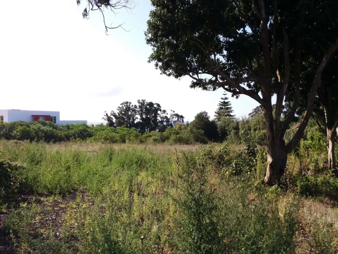 Terreno para Venda em Arrifes Foto 7