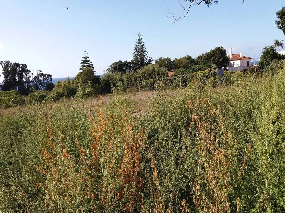 Terreno para Venda em Arrifes Foto 3