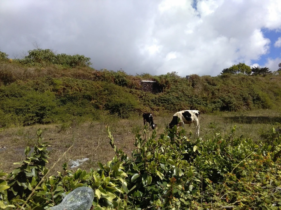 Terreno para Venda em Ponta Delgada (São Pedro) Foto 3