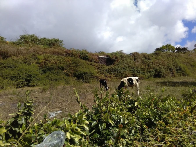 Terreno para Venda em Ponta Delgada (São Pedro) Foto 3