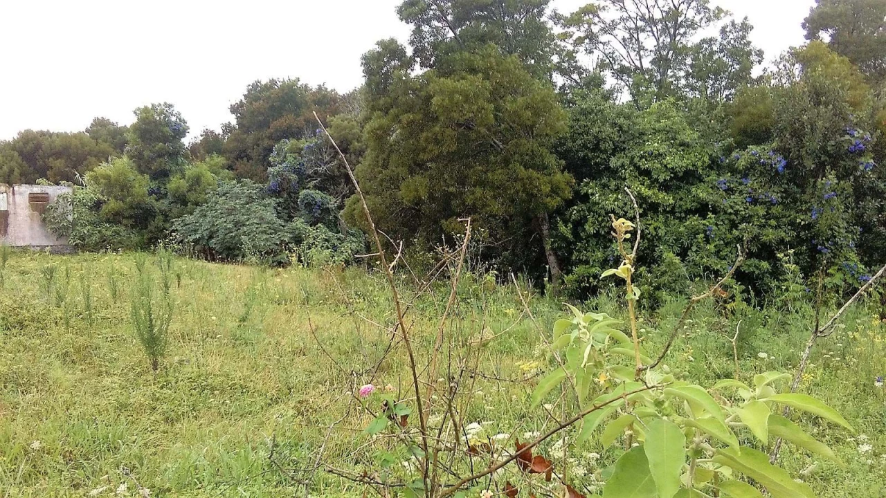 Terreno para Venda em Fenais da Luz Foto 3