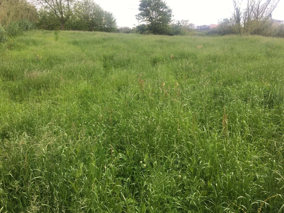 Terreno para Venda em Remedios Foto 3