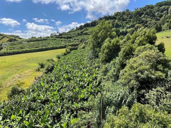 Moradia T3 para Venda em Vila Franca do Campo (São Miguel) Foto 5