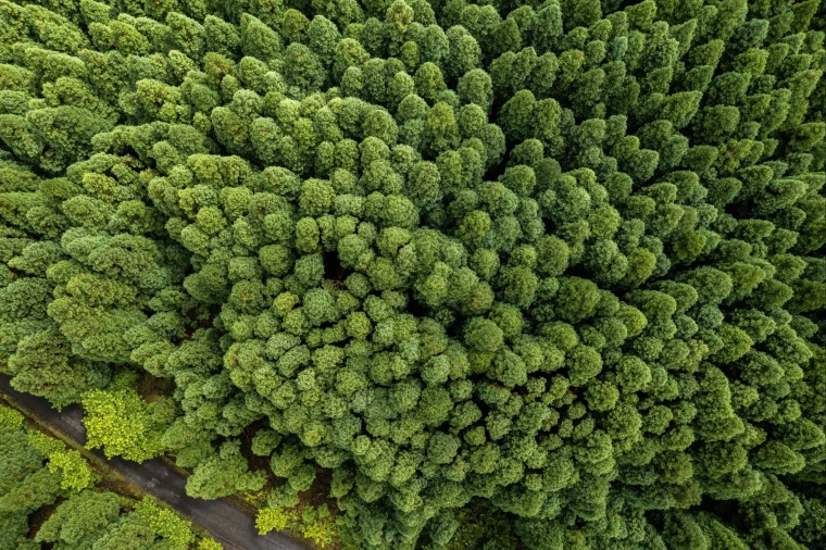 Quinta para Venda em Porto Formoso Foto 19