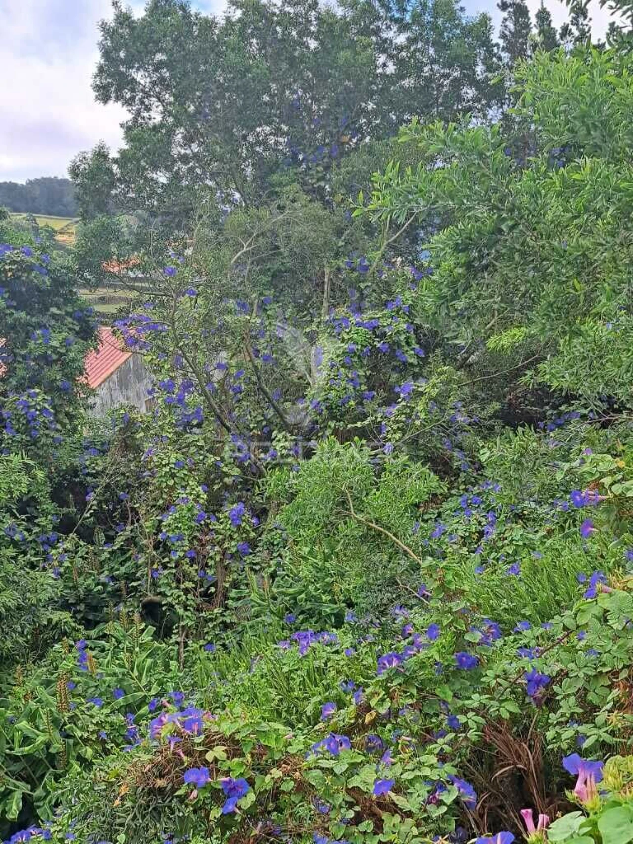 Terreno para Venda em Posto Santo Foto 4