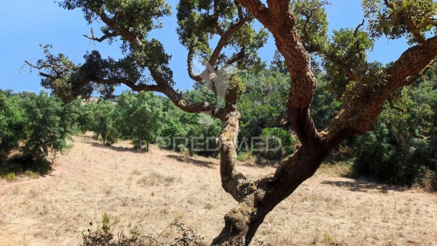 Quinta T6 para Venda em São Salvador e Santa Maria Foto 20
