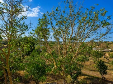 Terreno para Venda em Boliqueime