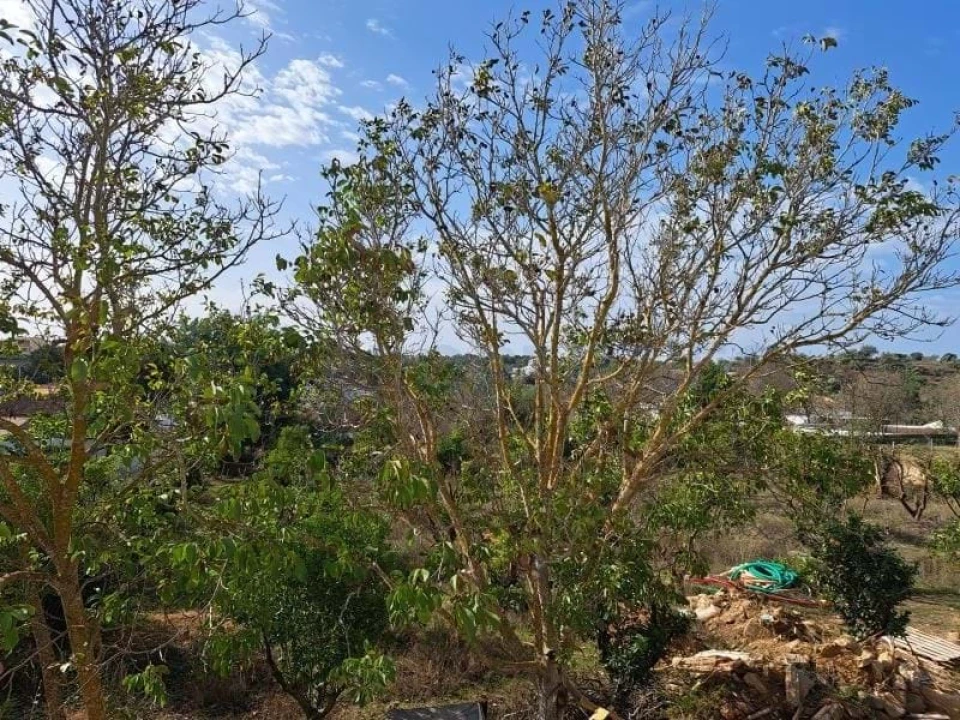 Terreno para Venda em Boliqueime Foto 8