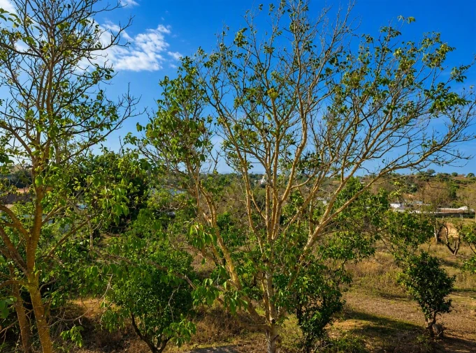 Terreno para Venda em Boliqueime Foto 12