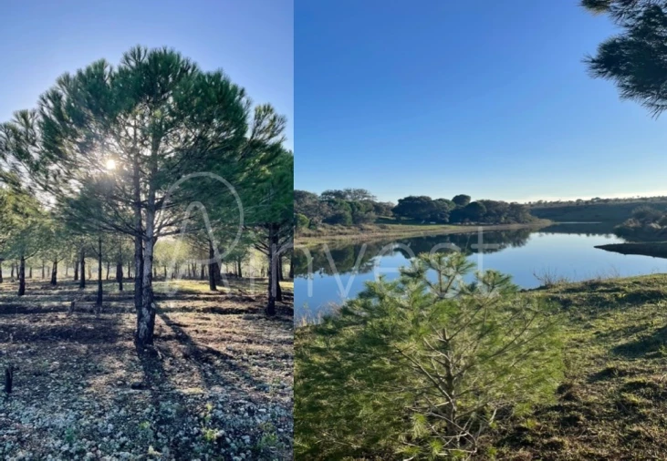 Quinta T13 para Venda em Azinheira dos Barros e São Mamede do Sádão Foto 16