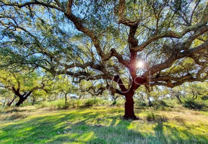 Quinta T13 para Venda em Azinheira dos Barros e São Mamede do Sádão Foto 17