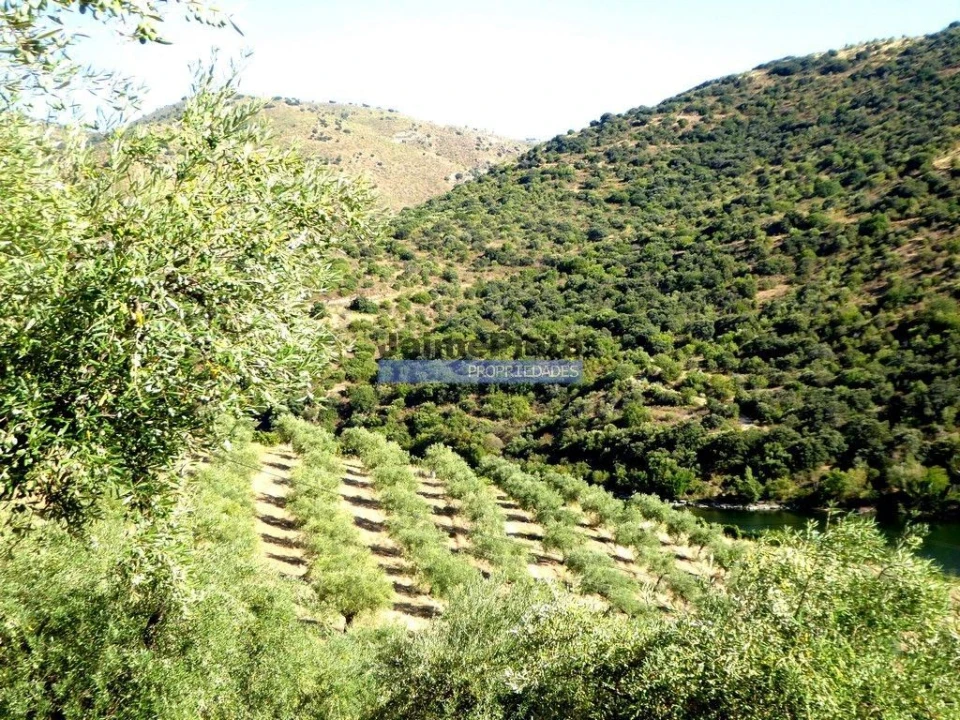 Terreno Agricola ou Rústico para Venda em Ligares Foto 7