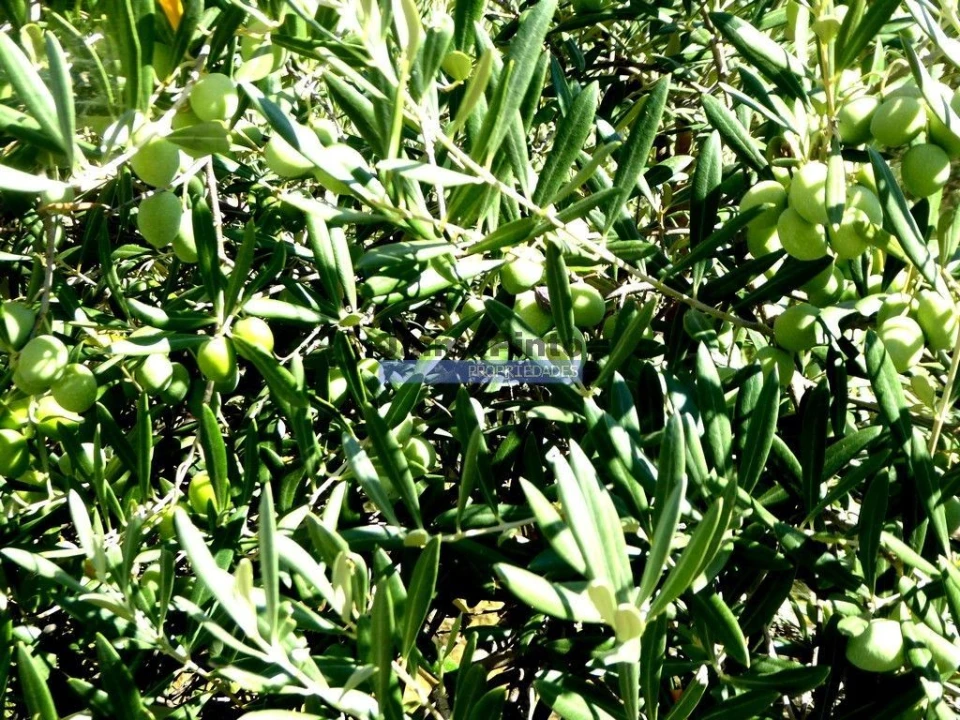 Terreno Agricola ou Rústico para Venda em Ligares Foto 9