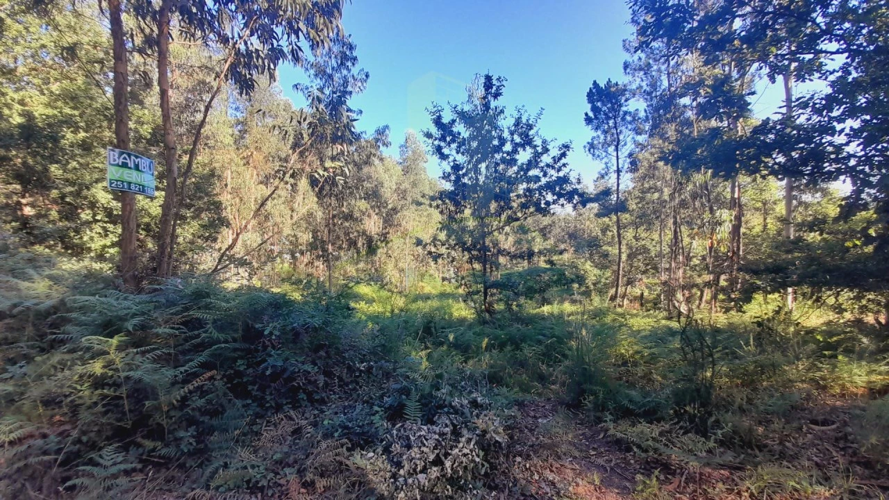 Terreno para Venda em Gandra e Taião Foto 5