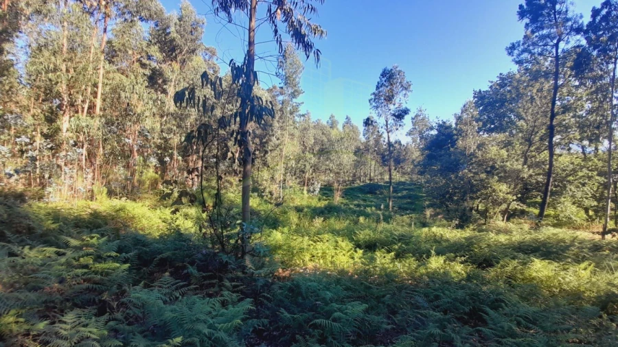 Terreno para Venda em Gandra e Taião Foto 3