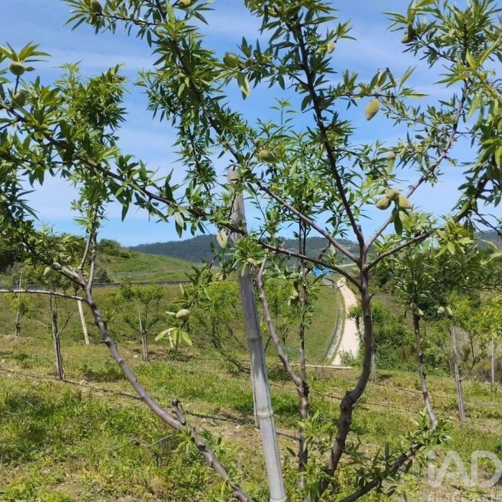 Terreno para Venda em Lamas Foto 23