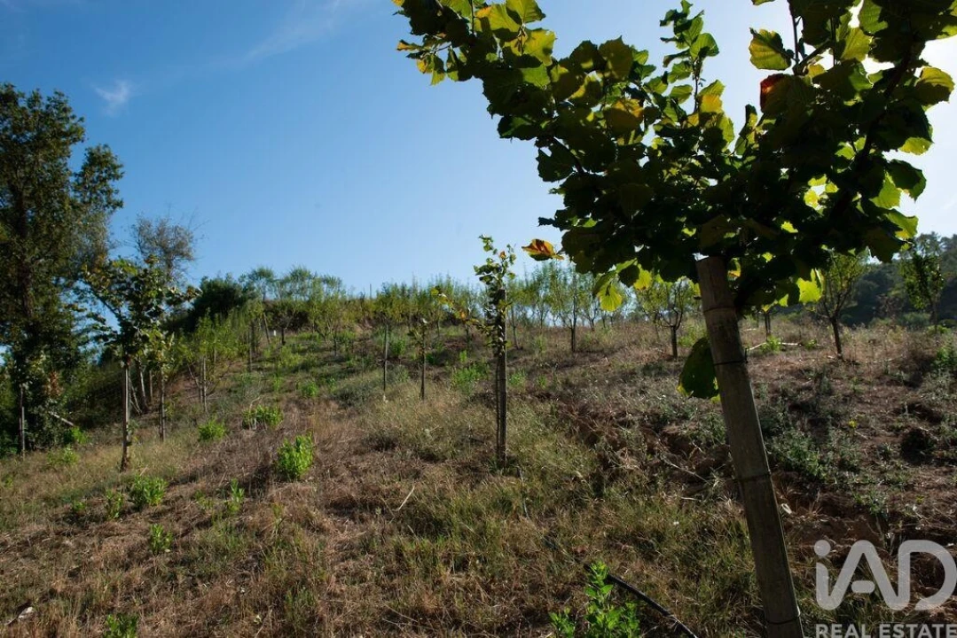 Terreno para Venda em Lamas Foto 18