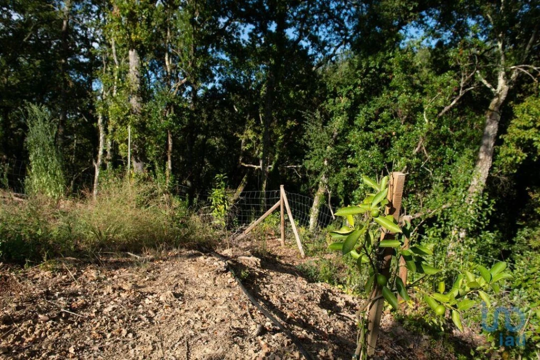 Terreno para Venda em Lamas Foto 14