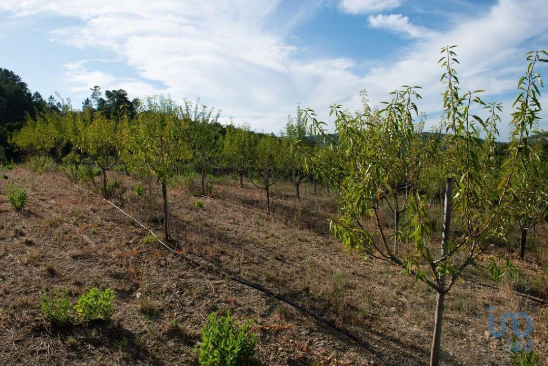 Terreno para Venda em Lamas Foto 13