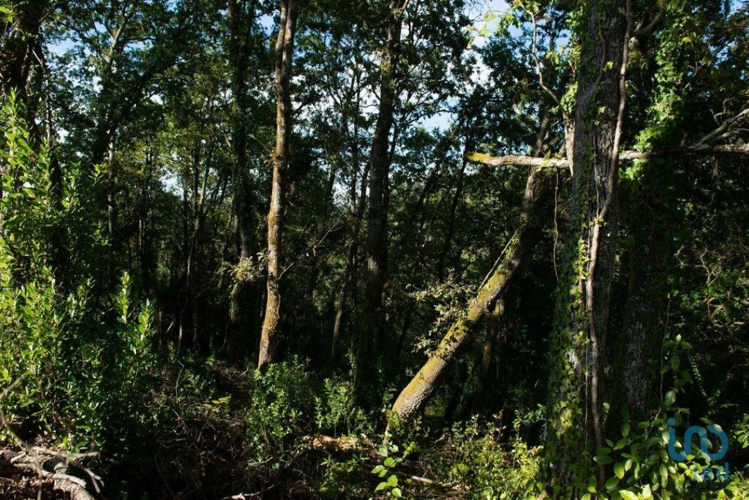 Terreno para Venda em Lamas Foto 15