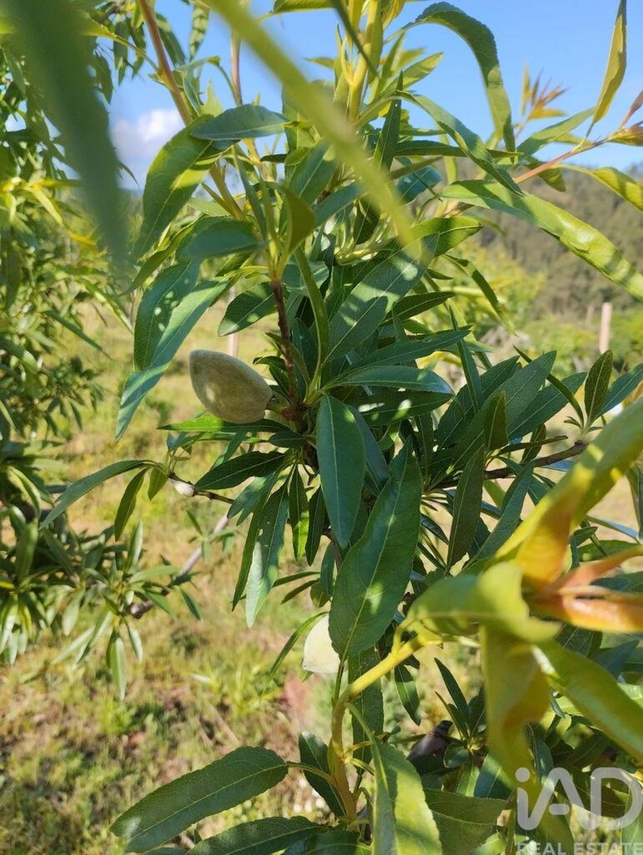 Terreno para Venda em Lamas Foto 24