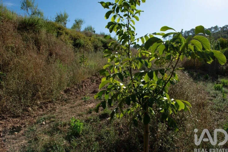 Terreno para Venda em Lamas Foto 17