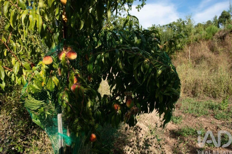 Terreno para Venda em Lamas Foto 16
