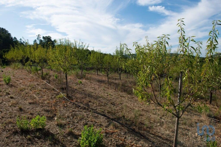 Terreno para Venda em Lamas Foto 13
