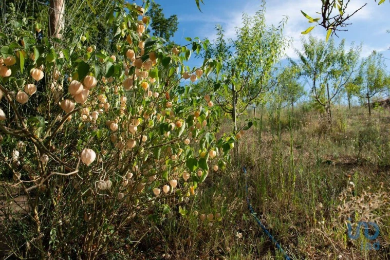 Terreno para Venda em Lamas Foto 12