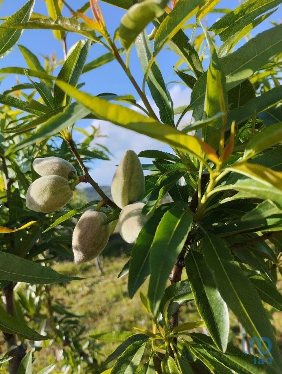 Terreno para Venda em Lamas Foto 9