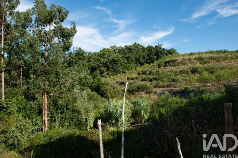 Terreno para Venda em Lamas Foto 19